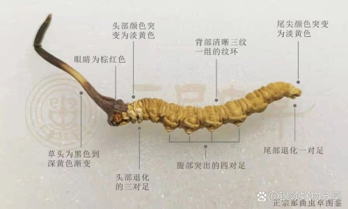 vu颠茄铝胶囊三别名-权威颠茄铝的副作用有哪些平台,分享专业颠茄铝分散片服用方法知识_颠茄铝的副作用网